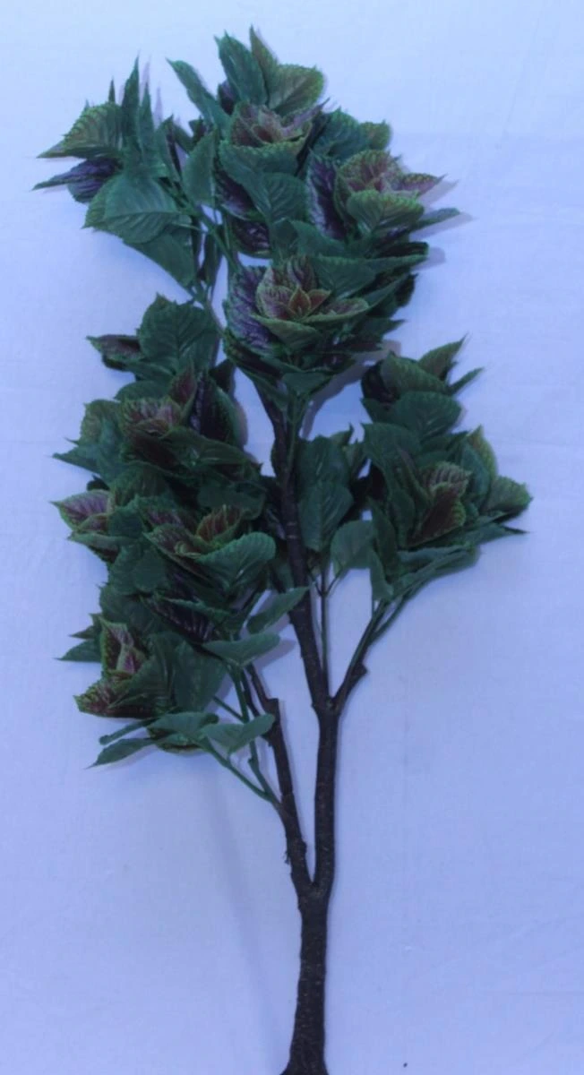 Purple perilia with 396 lvs-H 5.2FT W 2.10FT